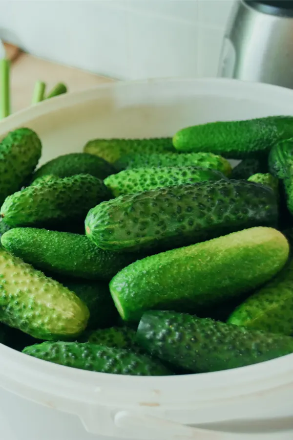how to make dill pickles in a crock