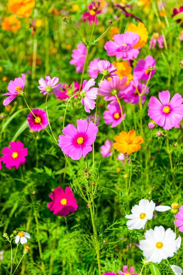 when and where to plant wildflowers in the spring