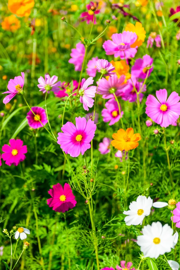 Growing Wild Flowers: How To Start A Wildflower Garden