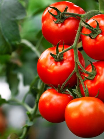 difference between determinate and indeterminate tomatoes