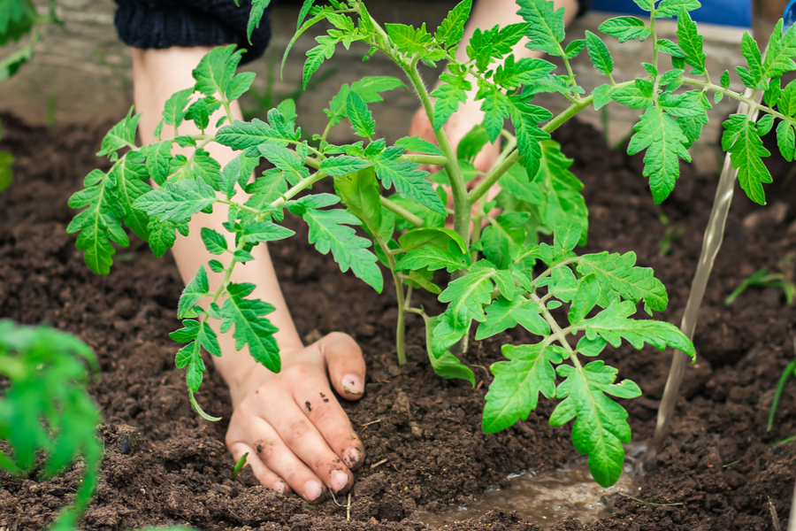 how to plant tomatoes right