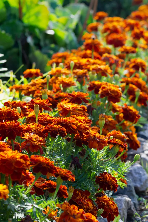 marigolds - companion planting