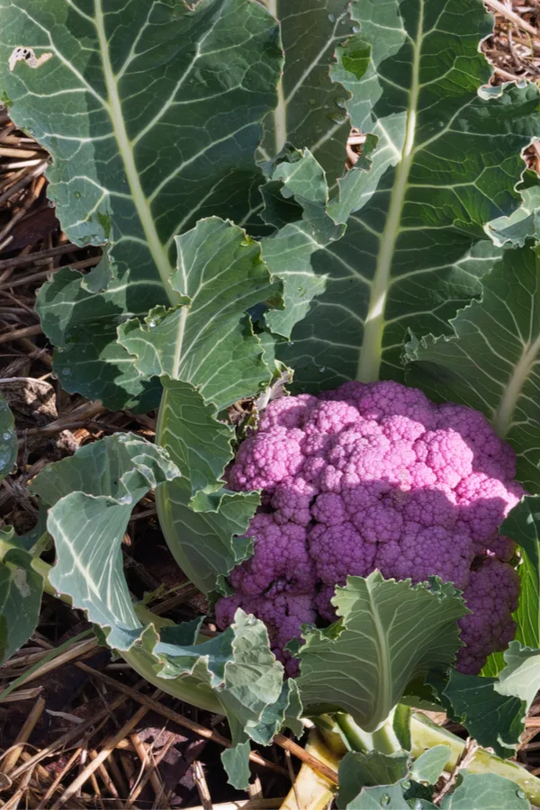 secrets to planting and growing cauliflower - mulch. Keeping cauliflower bug free.