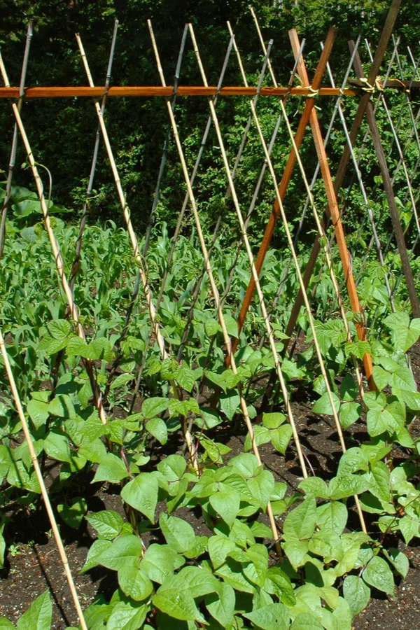 snap beans plant