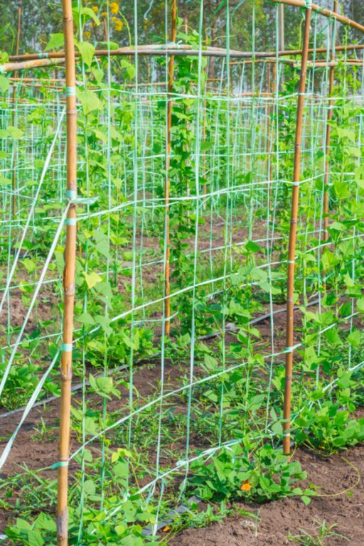 Growing Pole Beans How To Make Your Beans Climb High & Produce Big