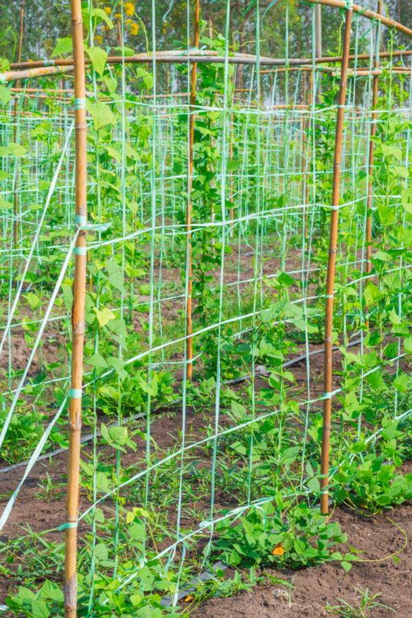rope nets - growing pole beans
