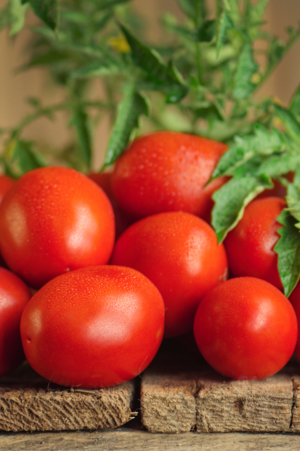 roma tomato - determinate