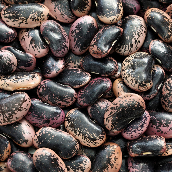 scralet runner beans - growing pole beans