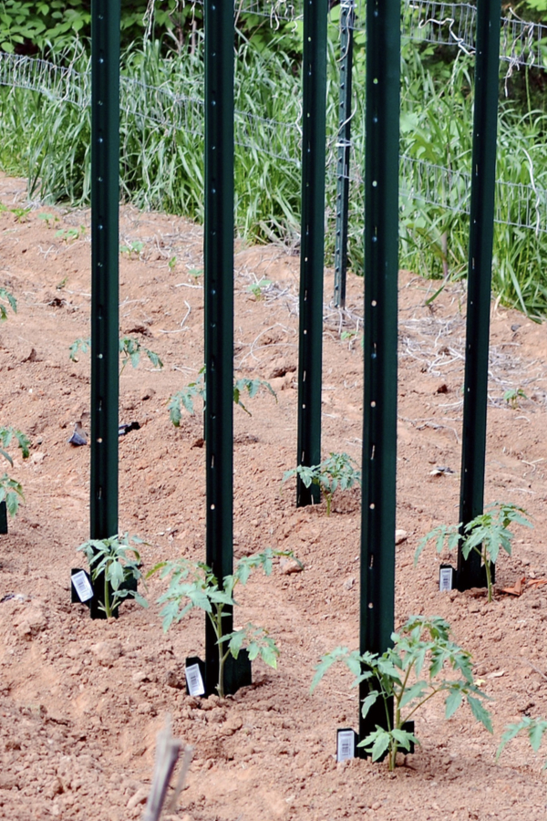 best tomato plant stakes