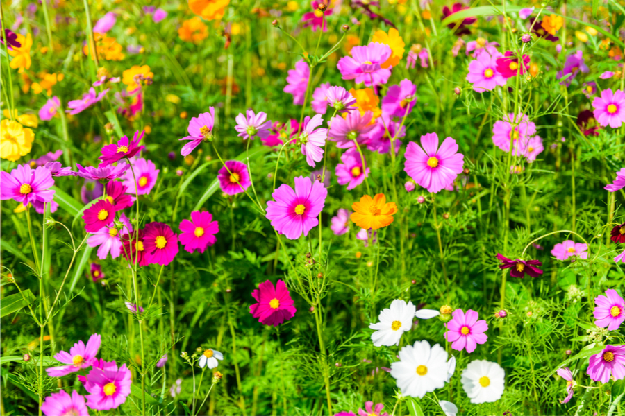 How To Plant Wildflowers In The Spring Add Lasting Color To Your Yard!
