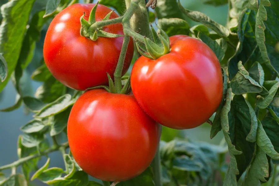 Beaverlodge - Best patio tomatoes to grow