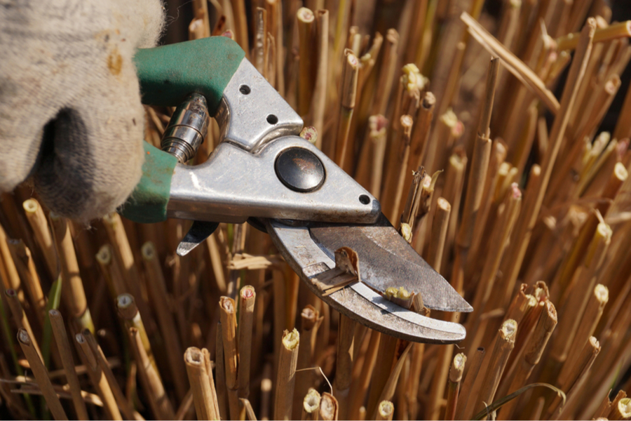 How To Cut Back & Divide Ornamental Grasses In Early Spring