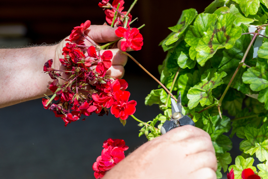 How To Deadhead Annual & Perennial Flowers Get More Blooms!