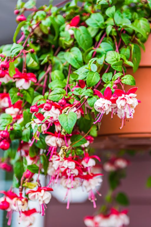 How To Keep Fuchsia Blooming All Summer In Hanging Baskets & Pots!