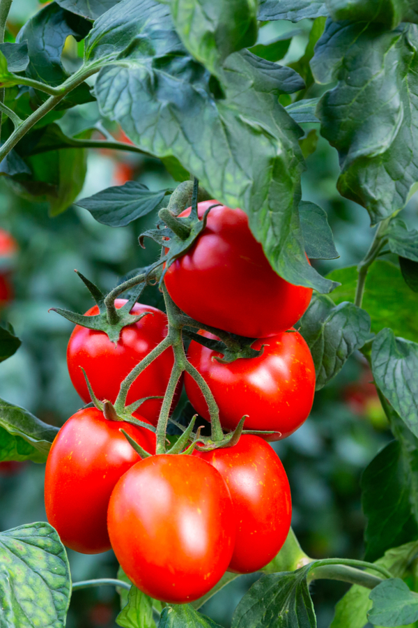 fertilize tomatoes - compost