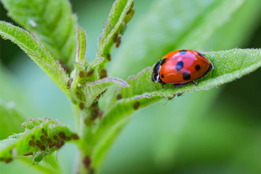 how to attract ladybugs