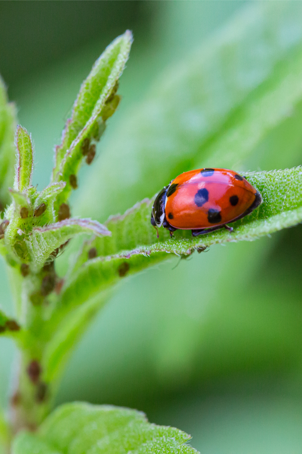 attracting ladybugs - control pests naturally