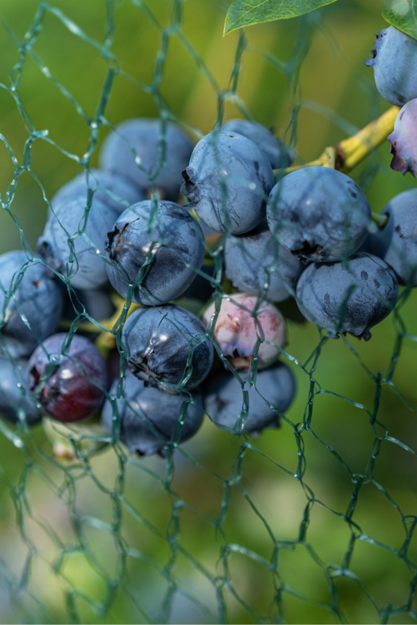 bird netting - how to plant and protect blueberry bushes