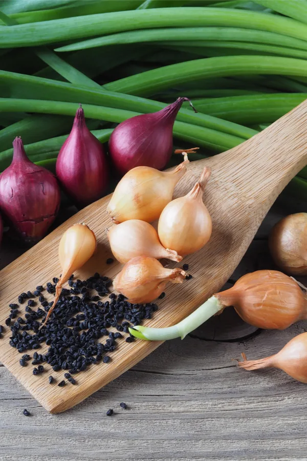 yellow onion plants