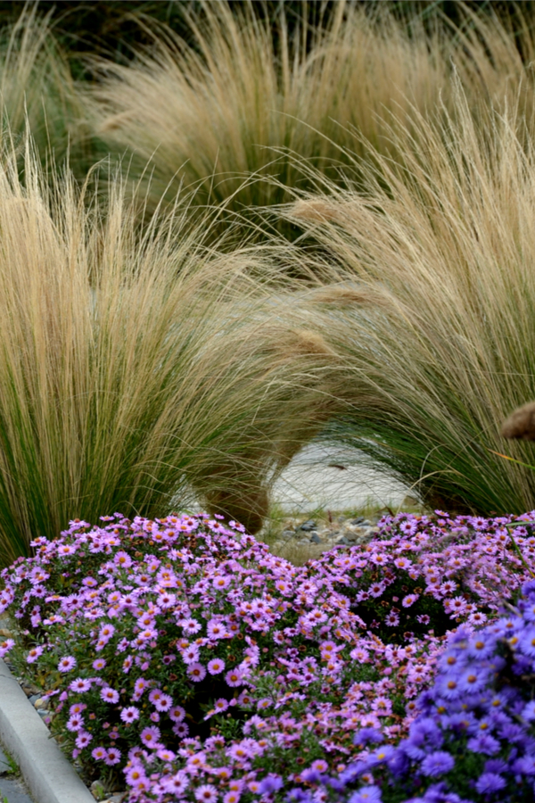 ornamental grasses in flowerbeds