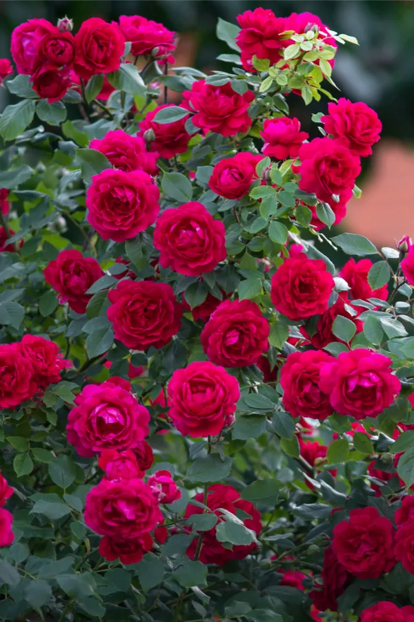 fertilizing rose bushes