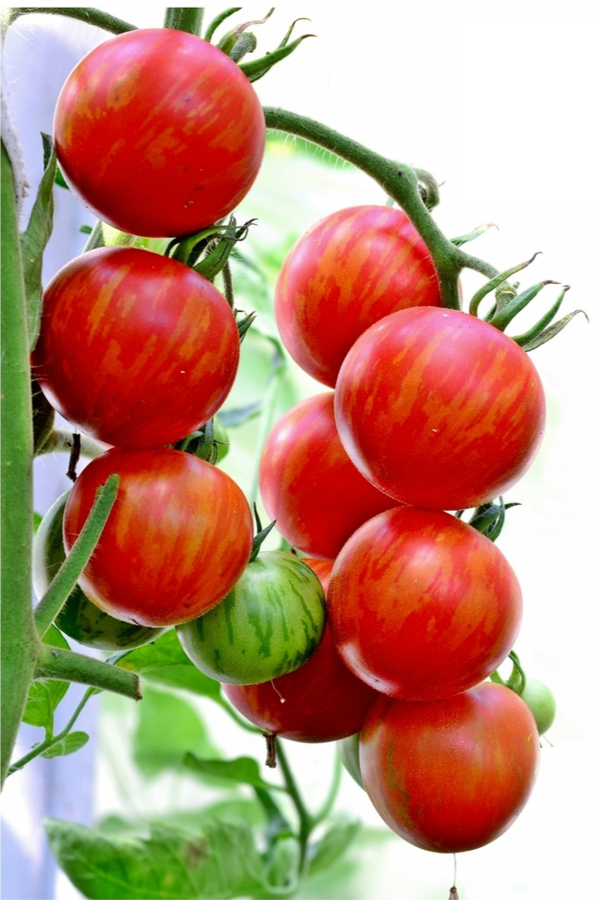 tigerlla tomato