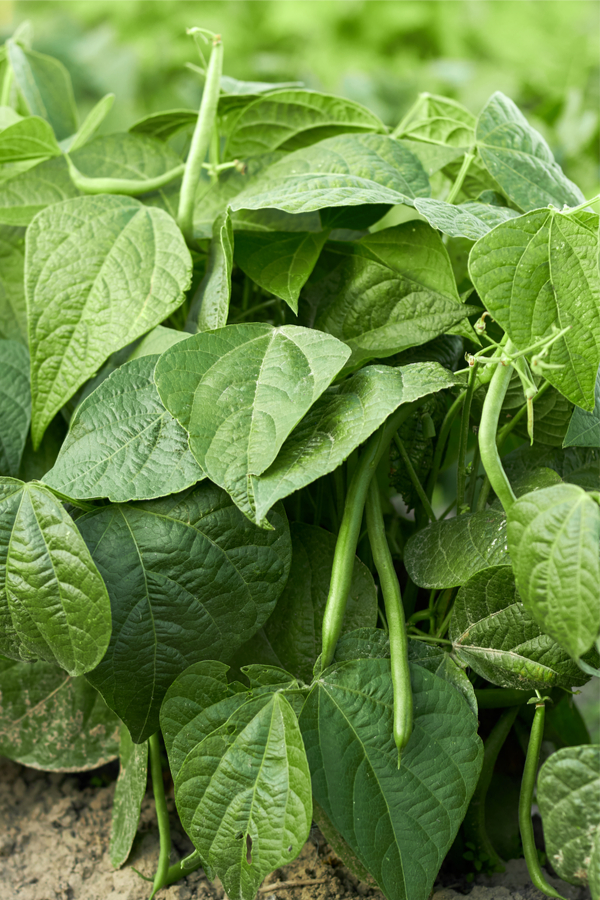 bush beans - companion plant