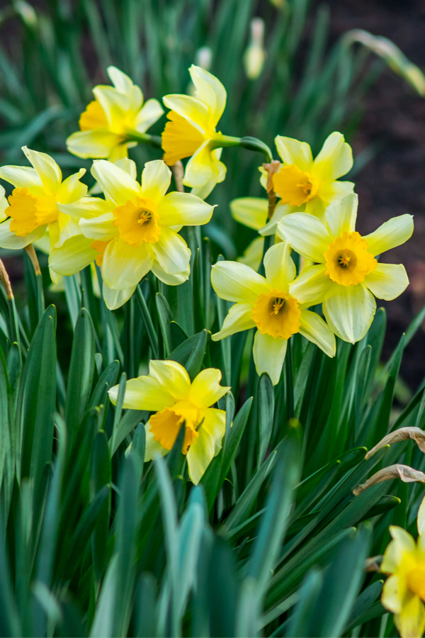 what to do with daffodils after they bloom