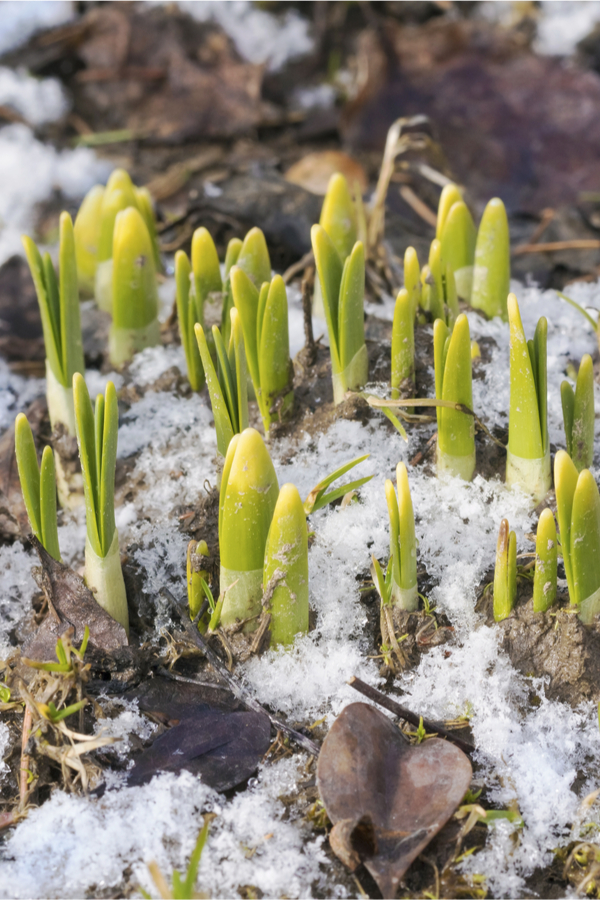 spring flowers