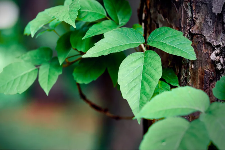 eliminate poison ivy naturally