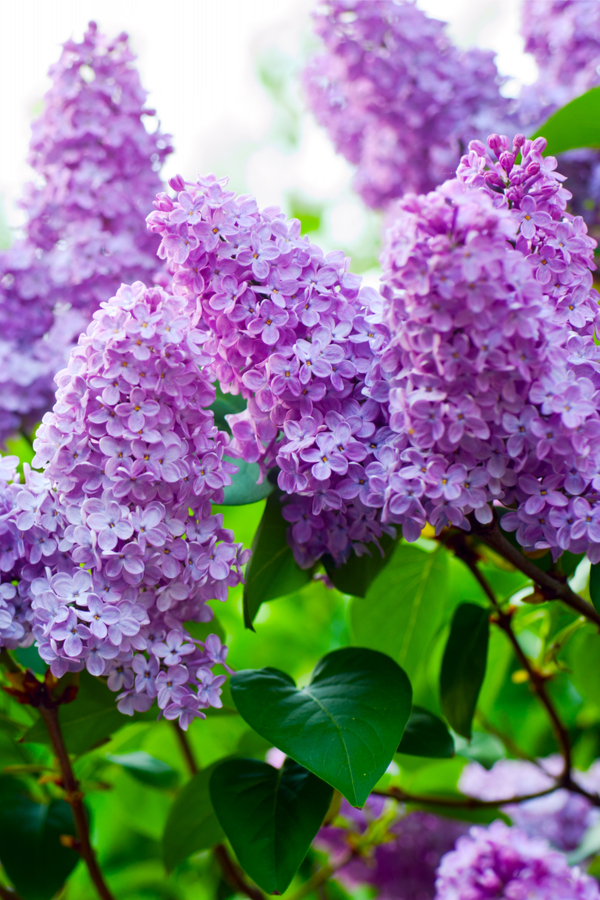 keep lilac bushes blooming - spring lilac care