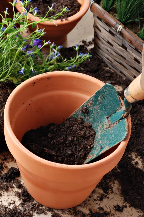 saving old potting soil from containers and hanging baskets