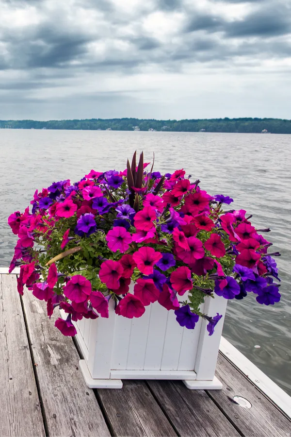 how to keep wave petunias blooming - sunlight