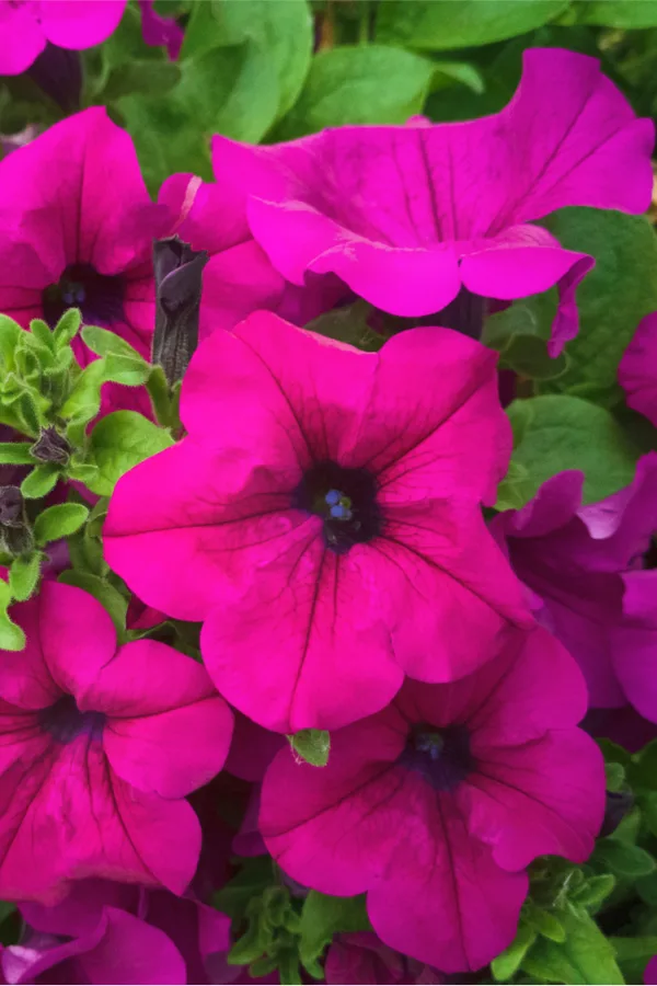 How To Keep Wave Petunias Blooming - 4 Simple Secrets To Big Blooms!