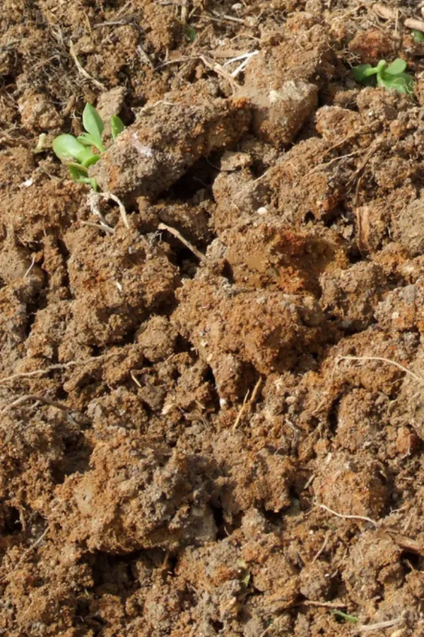 bare soil