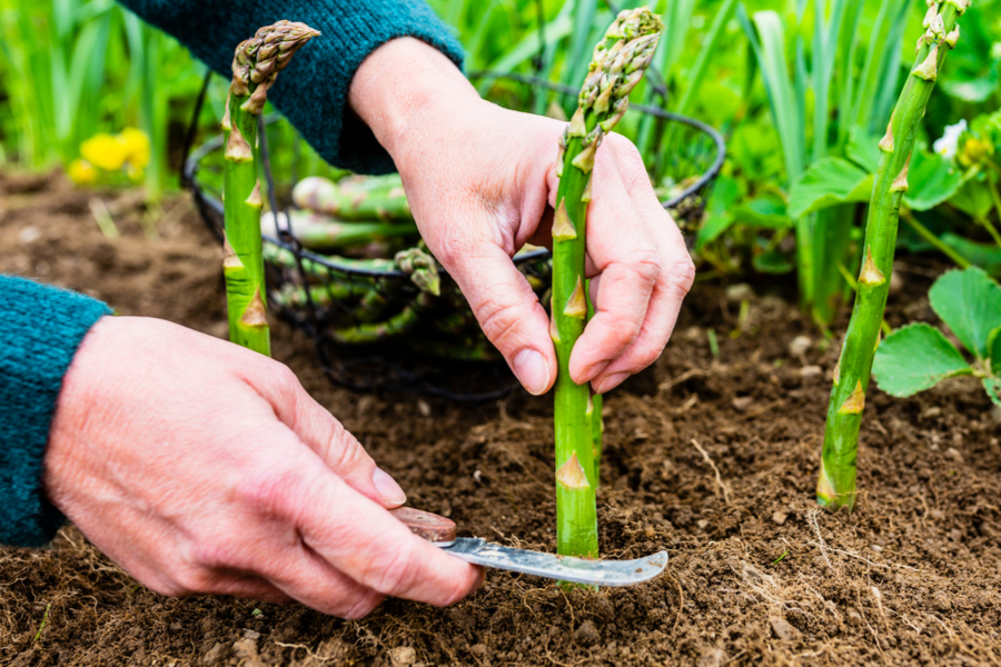 How To Harvest Asparagus! The Secret To Fresh Spears & A Healthy Crop