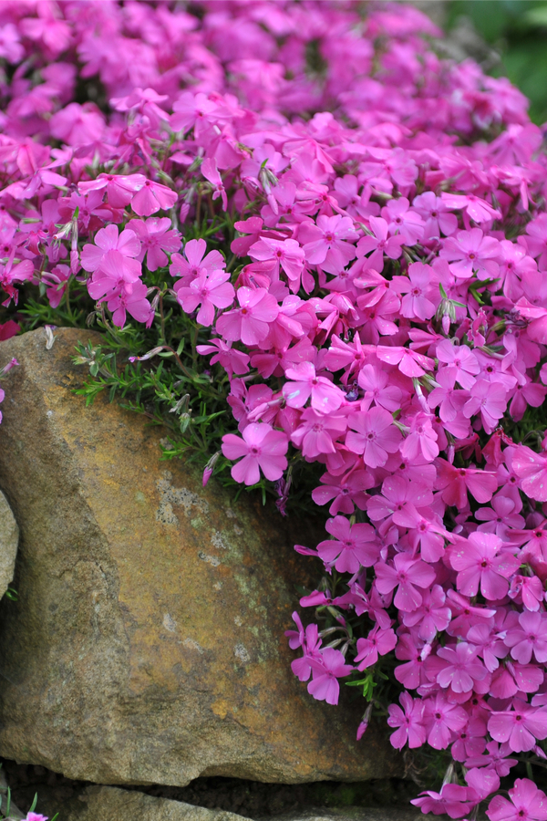 after bloom care for creeping phlox