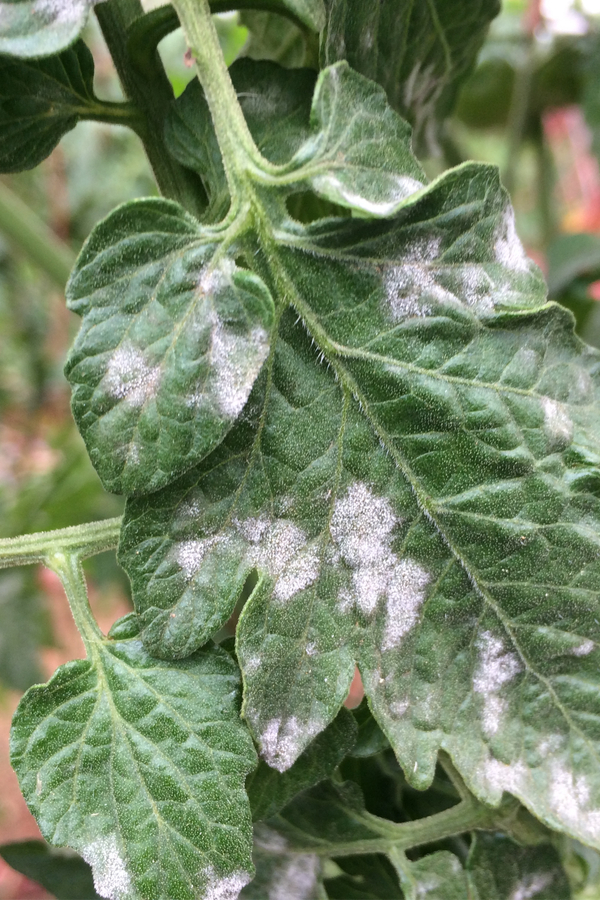 early signs of powdery mildew