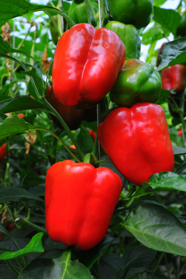 how to fertilize pepper plants