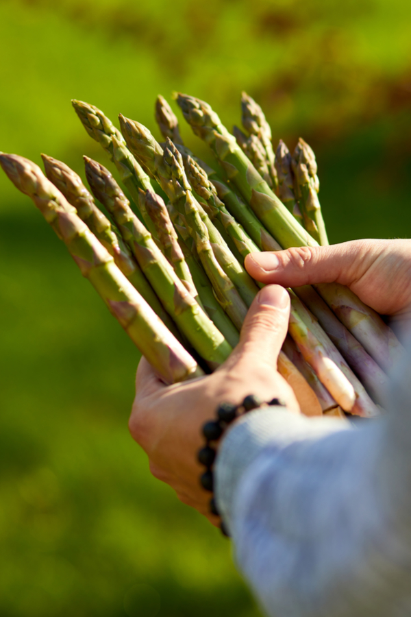 when to harvest asparagus