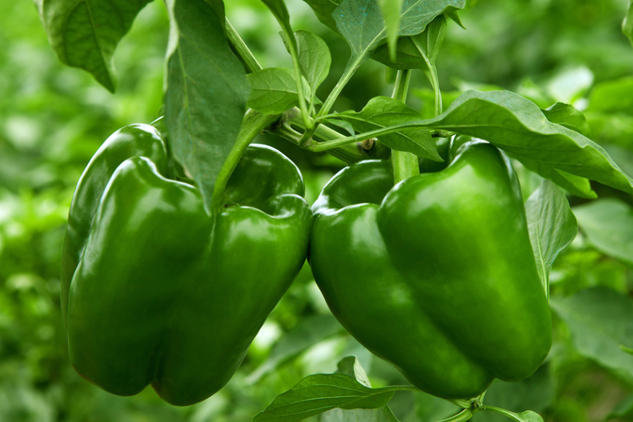fertilizing peppers in summer