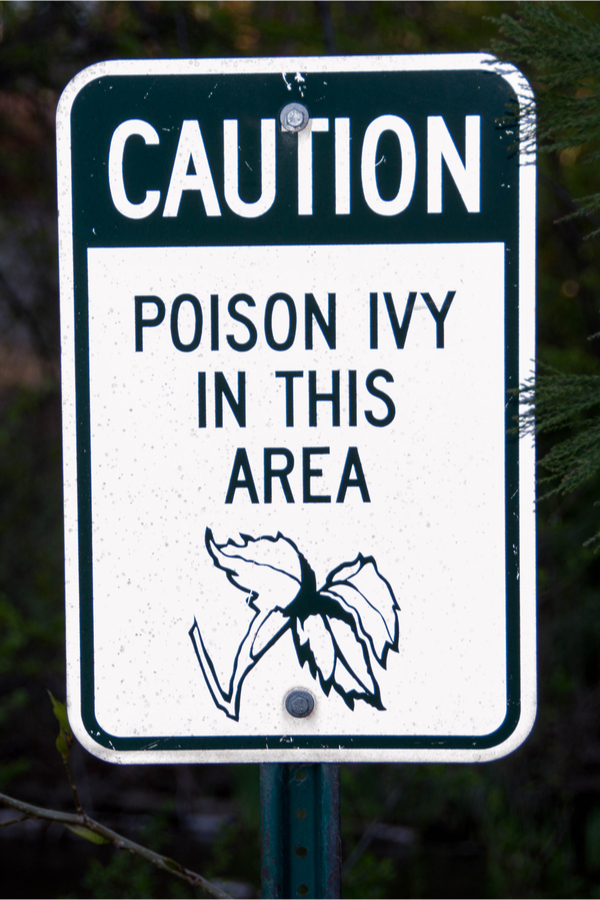 eliminate poison ivy