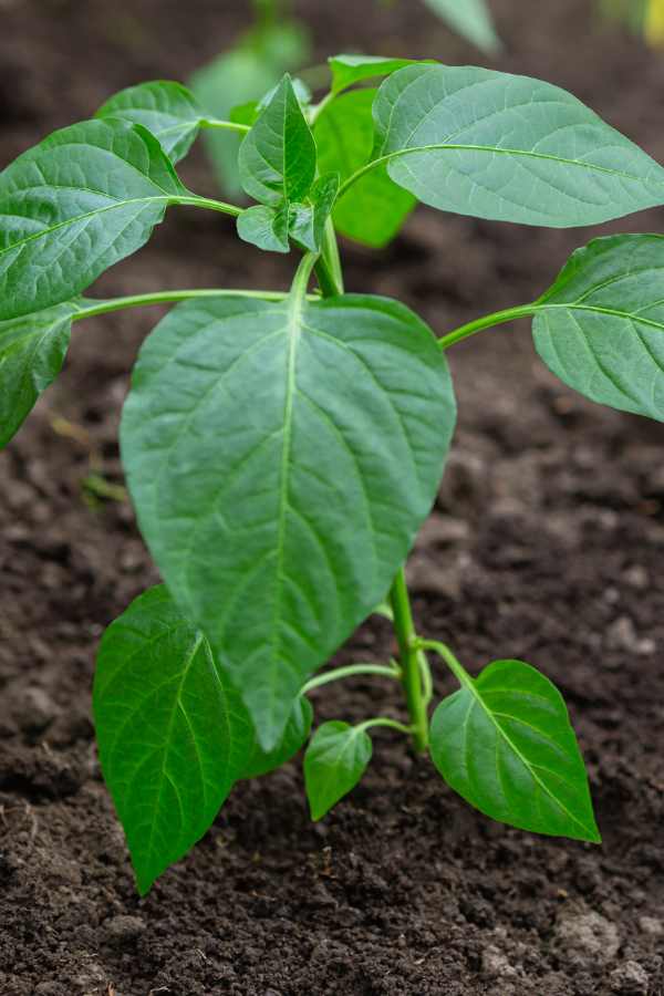 when to transplant pepper seedlings