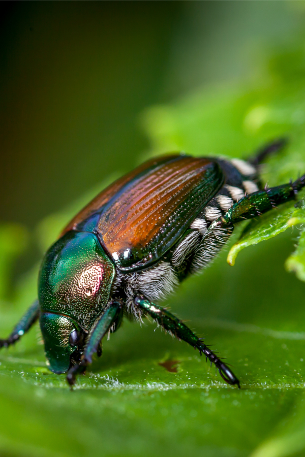 stopping Japanese Beetles