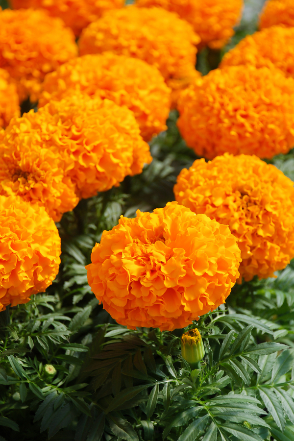fertilizing marigolds