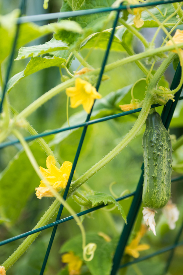 blooms on cucumber plants