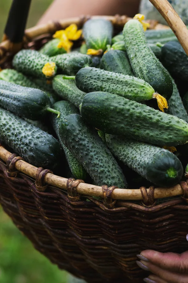 keep cucumbers producing