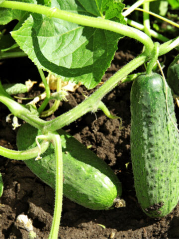 keep cucumbers plants producing