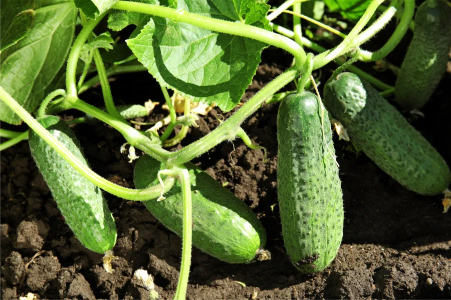 cucumber plants