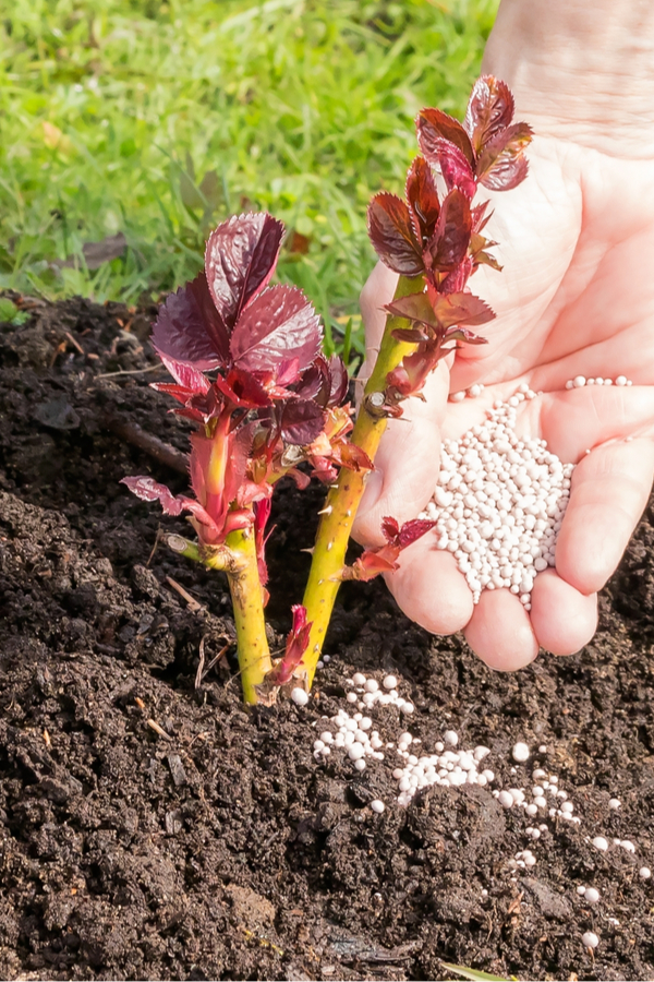granular fertilizer - perennial plants
